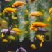 Les bienfaits et les inconvénients d’un aquarium à la maison
